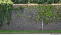 wall overgrown ivy 0004